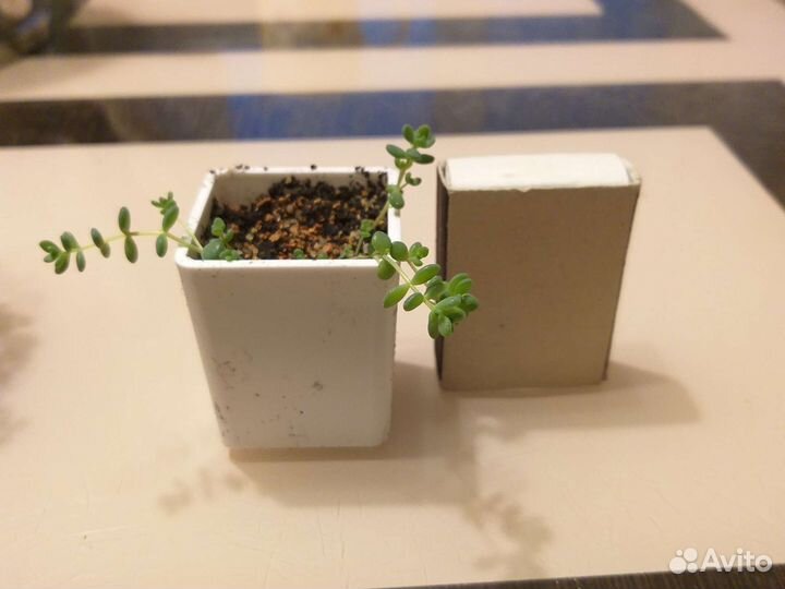 Кактусы и суккуленты