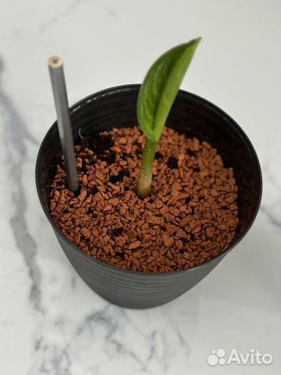 Аглаонема страйпс