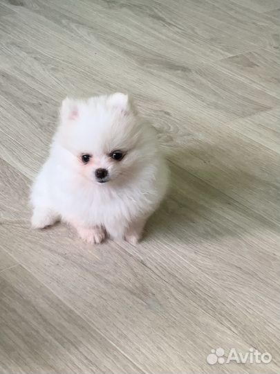 Щенки шпица