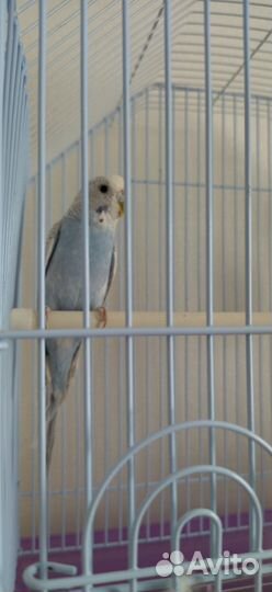 Попугай вместе с клеткой