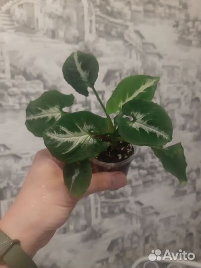 Сингониумы сортовые