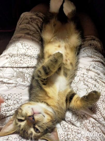 Котик Пончик