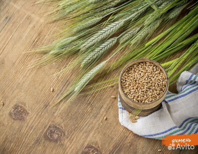 Зерно ячмень