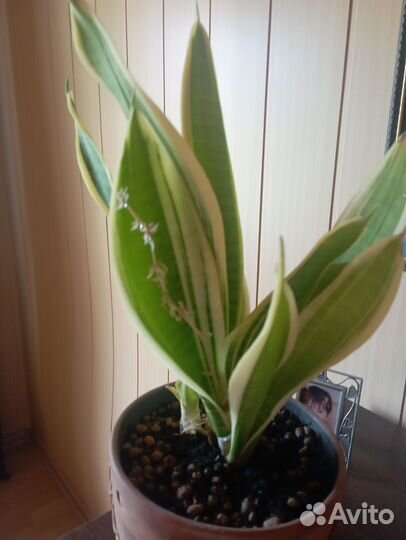 Сансиеверии и Дендробиум