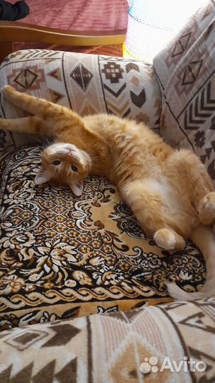 Отдам кота в добрые руки бесплатно