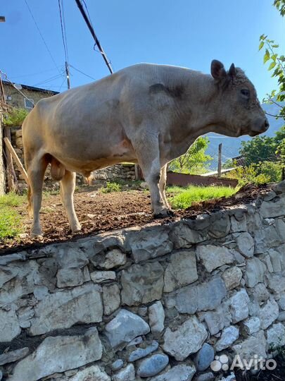 Бычки и другая живность вроде телят и телок