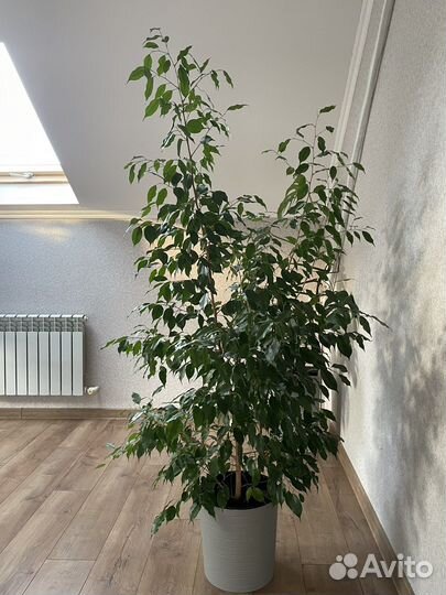 Фикус Бенджамина 1,9 м