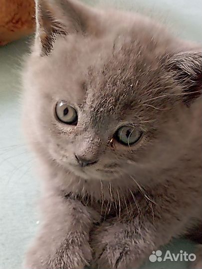 Кото-ребенок