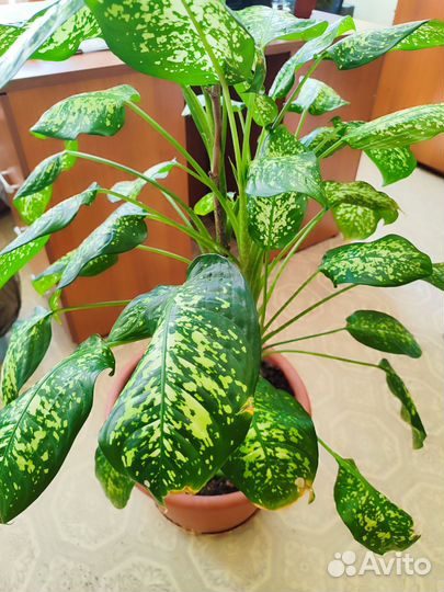 Диффенбахия