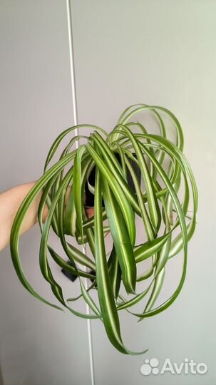 Хлорофитум кудрявый