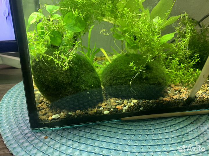 Кладофора шаровидная