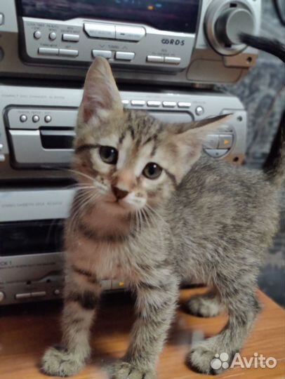 Отдам котят в добрые руки