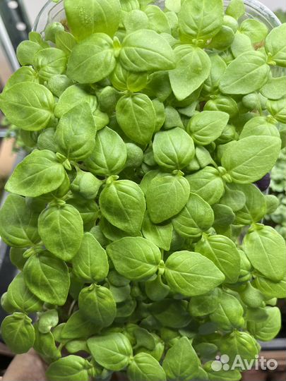 Микрозелень горошка