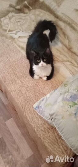 Кошки в добрые руки