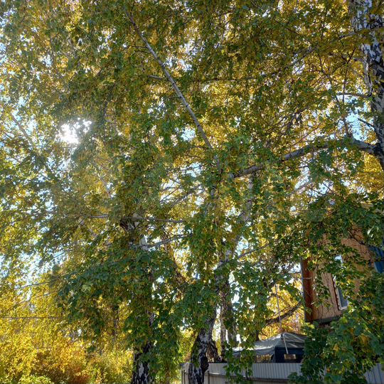 Участок 5 сот. (СНТ, ДНП)