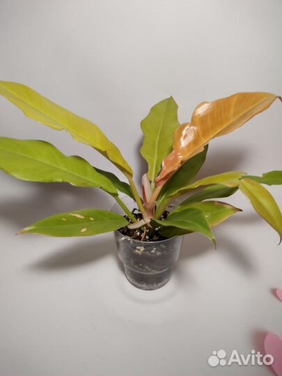 Филодендроны