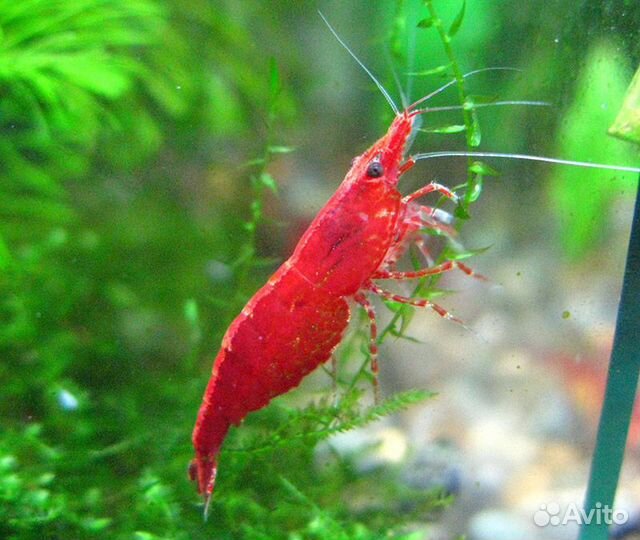 Креветки черри