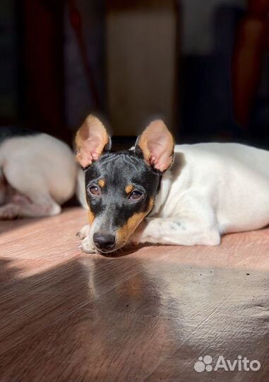 Той фокстерьер