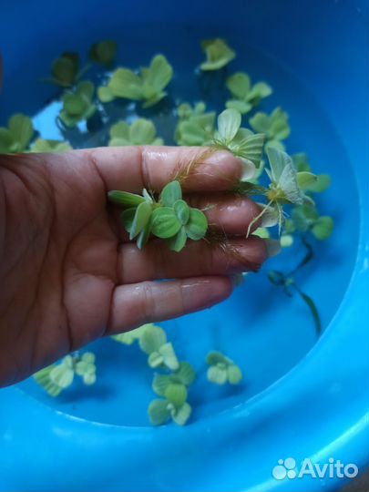 Пистия, порядка 40 кустиковй