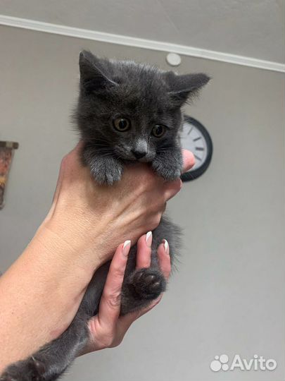 Кошечка в добрые руки