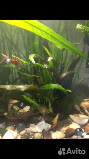 Аквариумные растения