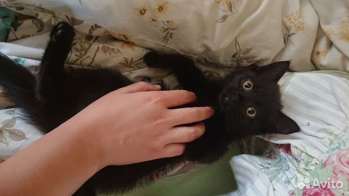 Прекрасные чёрные пушистые котята:)