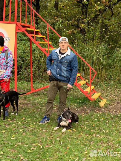 Кинолог: Дрессировка собак