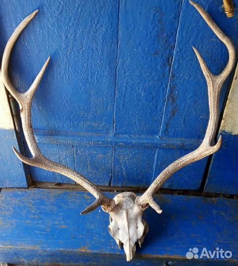 Рога оленя