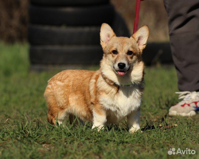 Девочки вельш корги пемброка