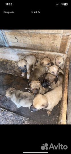 Алано эспаньол