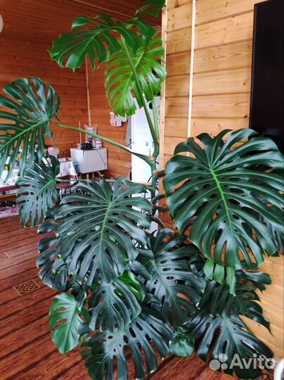 Комнатные цветы монстера