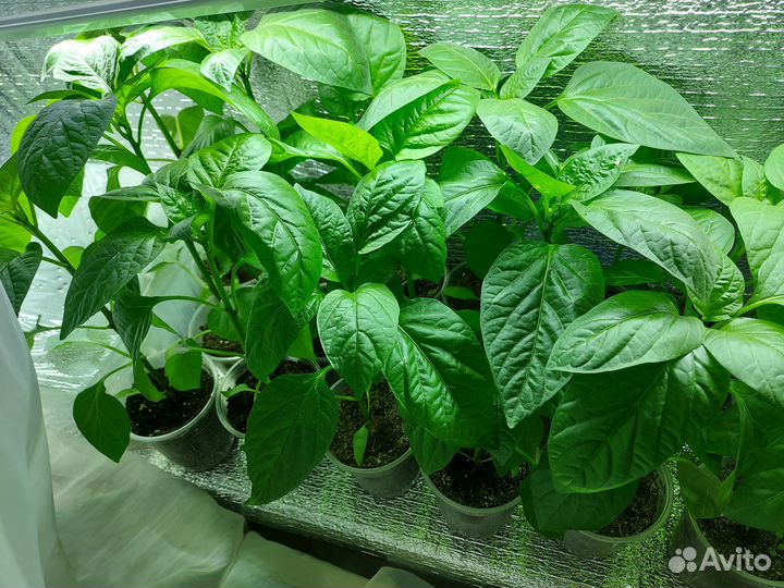 Рассада перца