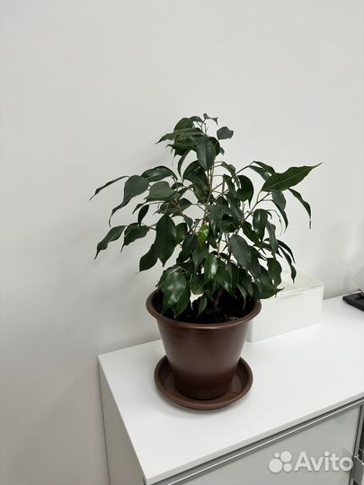 Фикус бенджамина