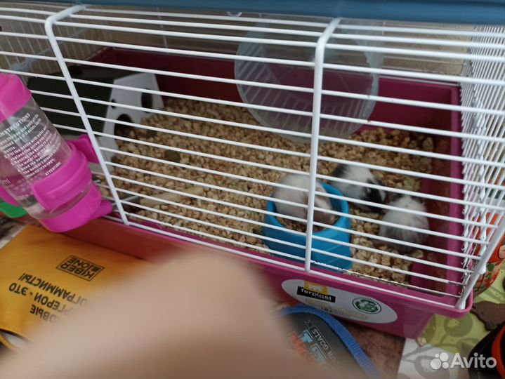 Сирийские хомячки