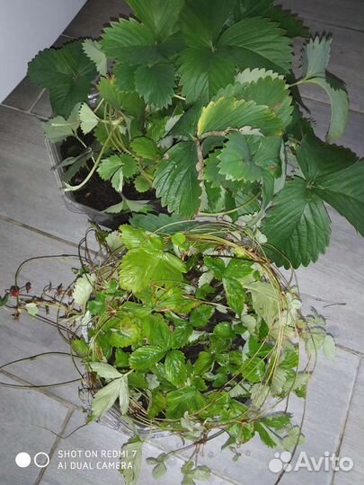 Земляника рассада