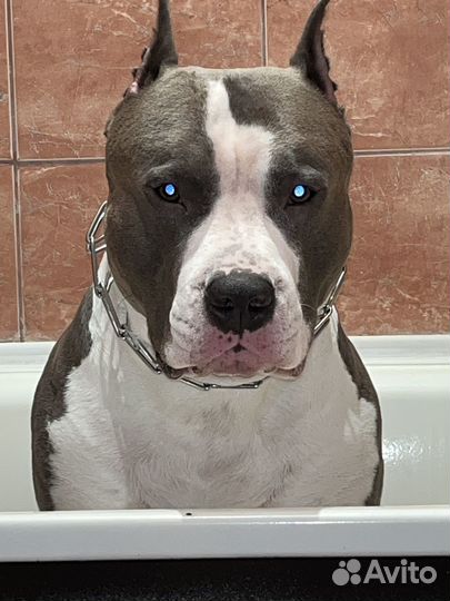 Амстафф вязка