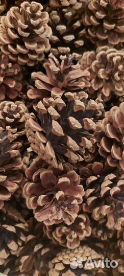 Шишки для поделок