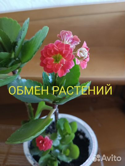 Комнатные цветы обмен