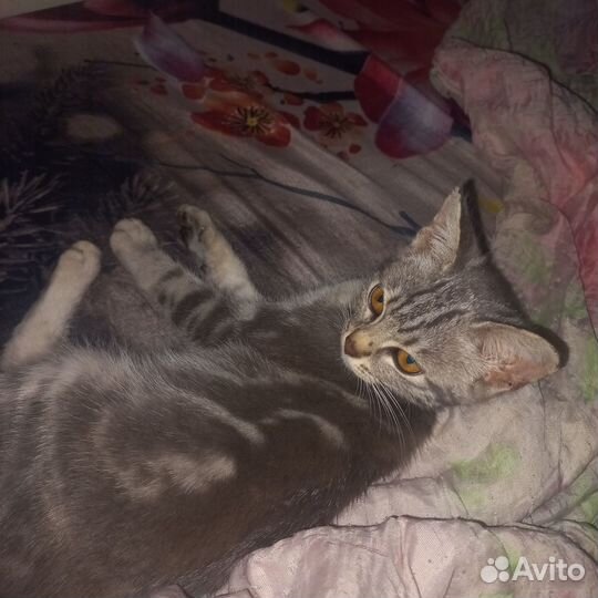 Отдам в добрые руки кошечку