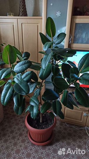 Фикус каучуконосный большой