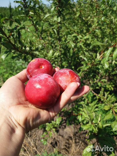 Саженцы черешни