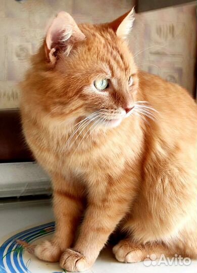 Котик 1,5 года