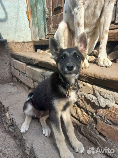 Щенки бесплатно