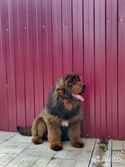 Тибетская девочка