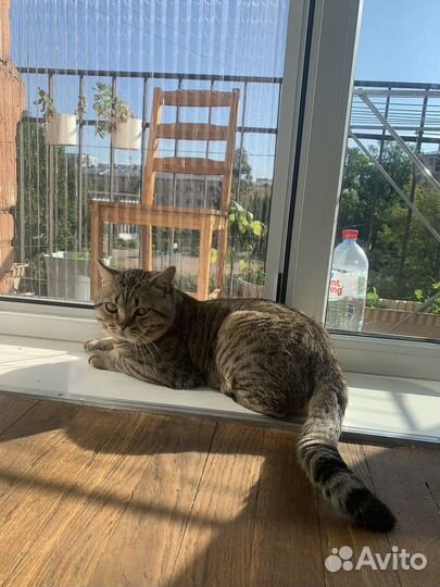 Кот британец в добрые руки