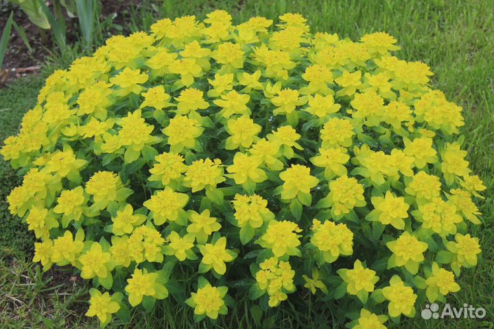 Садовые растения