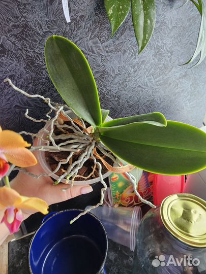 Орхидея фаленопсис