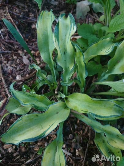 Хосты сортовые