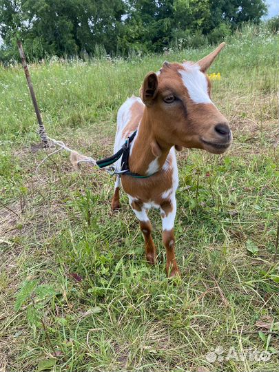 Камерунские козы дойные и козы