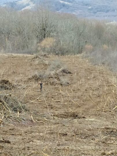 Участок 100 сот. (СНТ, ДНП)